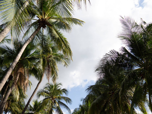 Palmera de coco con luz solar en el cielo y fondo de nubes. Copia del espacio de silueta de la palmera tropical - Foto, imagen
