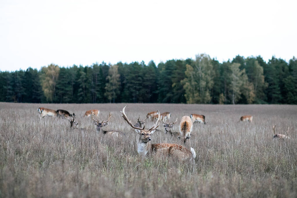 A herd of European fallow deer in a meadow in front of the forest - Photo, image
