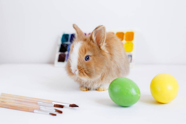 Paskalya tebrik kartı. Beyaz arka planda şirin canlı tavşan, boya ve boyalı yumurta. - Fotoğraf, Görsel