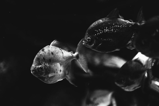Piranha dans l'eau sombre. Photo en noir et blanc de poissons en eau profonde  - Photo, image