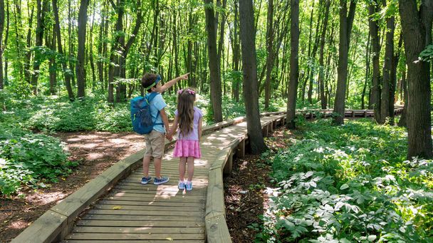Kids are walking hand in hand on a hiking trail along an equipped wooden path in the forest of the reserve. Family hiking trip with children. Kids are plotting a hiking route in a tourist place. - Photo, Image