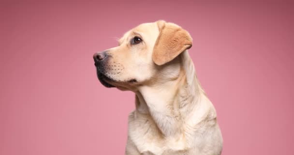 hongerige mooie Labrador retriever hond op zoek naar kant, likken neus en wachten op voedsel, zittend op roze achtergrond in studio - Video