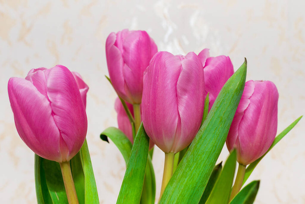 Bukiet siedmiu różowych tulipanów zbliżenie. kartka dzień dla kobiet na 8 marca neutralne tło wewnątrz. - Zdjęcie, obraz