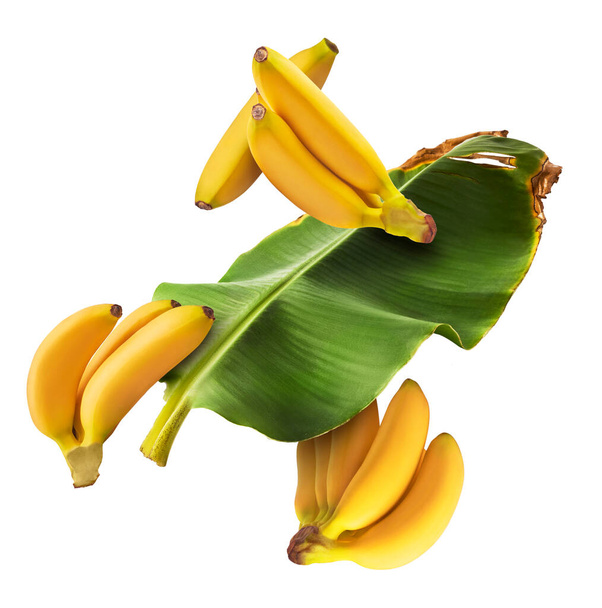 Bananas de bebê maduras frescas com folhas caindo no ar isoladas no fundo branco. Conceito de levitação alimentar. Imagem de alta resolução - Foto, Imagem