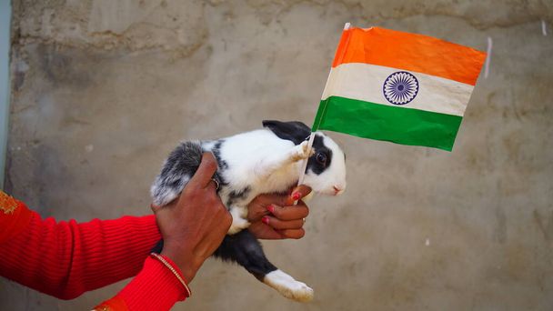 Impresionante signo de bandera india con conejo mascota. Disparo capturado cuando Conejo tratando de mantener la bandera. - Foto, Imagen