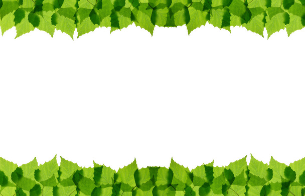 zielony brzozy liście ramki - Zdjęcie, obraz