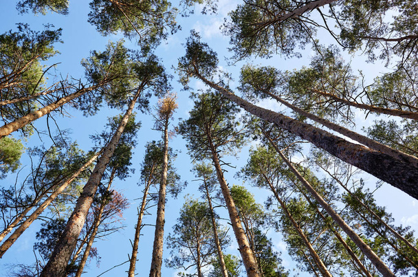 Bottom view of tall old trees in evergreen forest. Blue sky in the background. Low angle view of trees in the forest, natural background - Фото, зображення