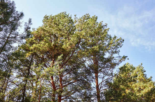 Forest against the sky. Pine trees against a blue sky with clouds on a sunny day - Foto, afbeelding