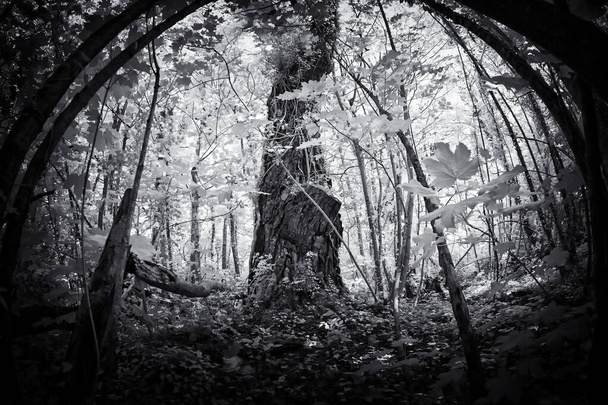怖い森の白黒写真です - 写真・画像