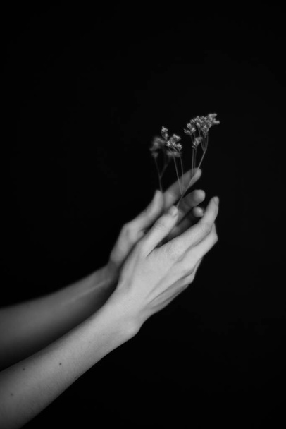 Kädet ja kasvit. Kuivat kukat ja herbarium käsissä tyttö, makro valokuvaus. Tekstitila - Valokuva, kuva