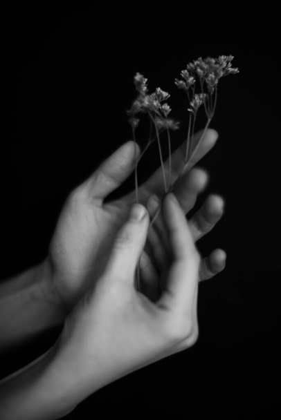 Hands and plants. Dry flowers and herbarium in the hands of a girl, macro photography. Space for text - Fotografie, Obrázek