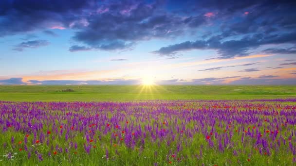 paarse bloemen - Video