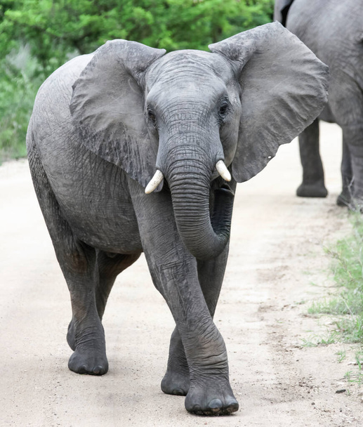 Ο ελέφαντας βαδίζει ενεργά και επιθετικά προς το μέρος σας στο δρόμο. Ένας νεαρός Αφρικανός ελέφαντας έρχεται κατά μήκος ενός χωματόδρομου, τρομάζοντας με τα ανοιχτά αυτιά του.  - Φωτογραφία, εικόνα