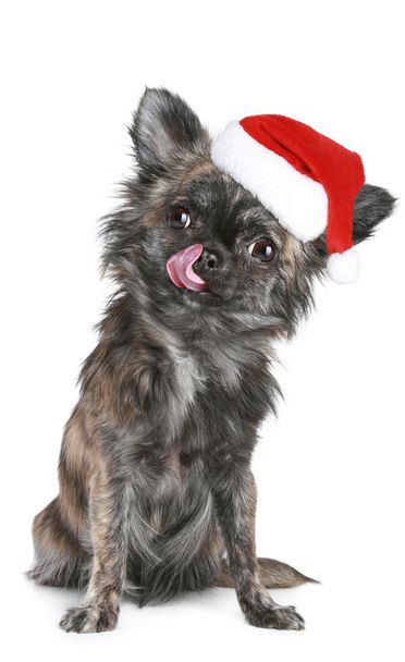 Chihuahua puppy in Christmas hat - Fotoğraf, Görsel