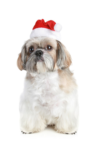 Dog of breed shih-tzu in Christmas hat - Fotoğraf, Görsel