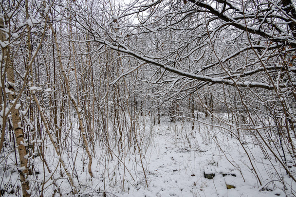 magnifique paysage naturel hivernal avec des arbres enneigés dans la forêt et un sentier étroit - Photo, image