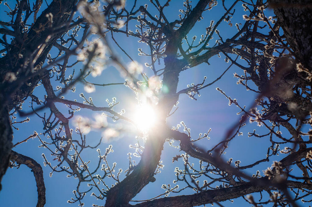 Ο ήλιος λάμπει μέσα από τα κλαδιά του δέντρου - Φωτογραφία, εικόνα