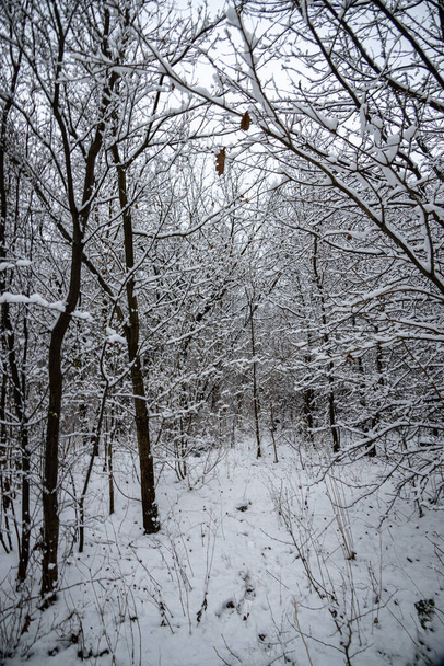 magnifique paysage naturel hivernal avec des arbres enneigés dans la forêt et un sentier étroit - Photo, image