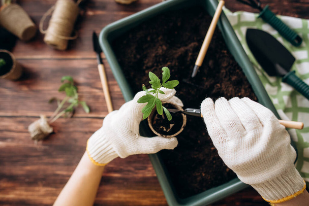 As mãos femininas plantam sementes de legumes ecológicos. Jardinagem. Sementes - Foto, Imagem