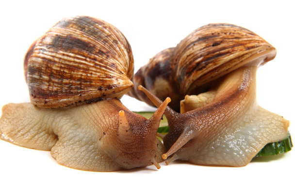 two achatina snails  - Photo, Image