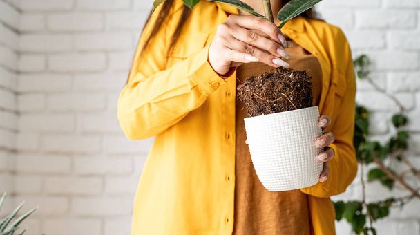 Giardinaggio domestico. Giardiniere donna in abiti gialli cura delle piante trapiantare una giovane pianta ficus in un nuovo vaso da fiori - Foto, immagini