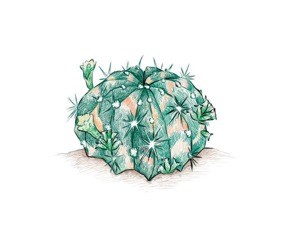Ilustración Bosquejo dibujado a mano de Gymnocalycium Mihanovichii, Ruby Ball, Red Cap, Red Hibotan Cacti o Moon Cactus Plant para la decoración del jardín - Vector, Imagen
