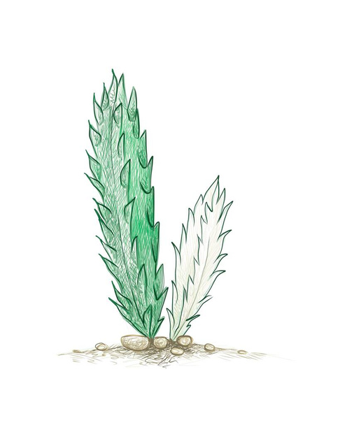 Illustration Handgezeichnete Skizze von Stapelia Gigantea Kaktus, Zulu Riese, Aas- oder Krötenpflanze mit Blume, Eine Sukkulente mit scharfen Dornen zur Gartendekoration - Vektor, Bild