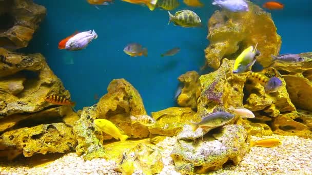 κοραλλιογενείς ψάρια - Πλάνα, βίντεο