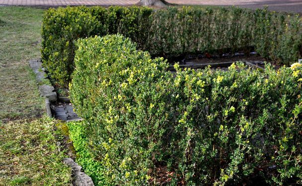 evergreen hedge of boxwood in the village square where it lives near monuments and cemeteries. enjoys a topiary garden in historic castle embroidery on formal parterres. low straight to square - Photo, Image