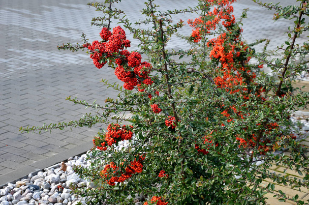 Pyracantha  firethorn  attractive orange berries and utumn rain. Pyracantha coccinea orange glow firethorn is excellent evergreen hedge, wall or fence in public park. rows of rectangular shape - Photo, Image