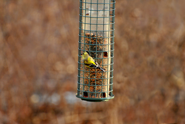 Amerikanische Goldfinken füttern im zeitigen Frühling - Foto, Bild