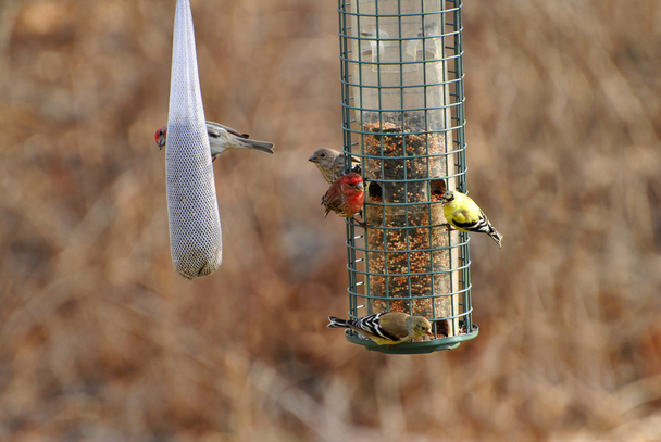 drukke bird feeder eary in het voorjaar van - Foto, afbeelding