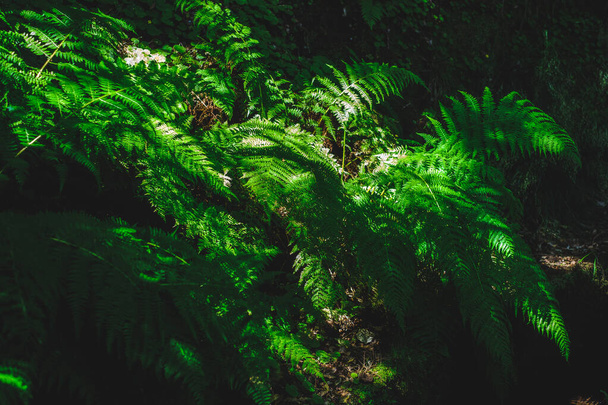 Felce parzialmente illuminata che cresce in una foresta tropicale sulle ombre scure ma con grandi foglie - Foto, immagini