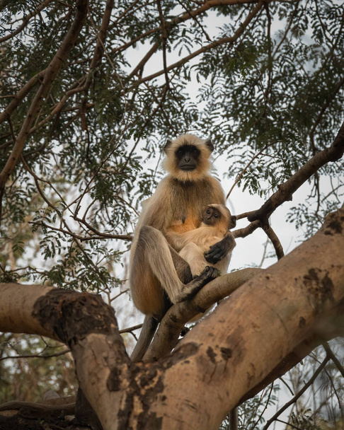 A mother and her young Grey Langur (Semnopithecus), with her young feeding, while resting on a tree in the wild. - Photo, Image