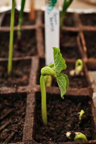 Plantas de feijão verde crescendo em vasos
 - Foto, Imagem