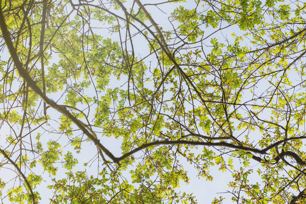 Widok z dołu zielonych liści drzew. Wiosna naturalne tło. Koncepcja dobrego nastroju. Młode zieleniny, błękitne niebo. Pełna ramka, przyjazne dla środowiska, łagodne tło atmosferyczne, przestrzeń do kopiowania - Zdjęcie, obraz