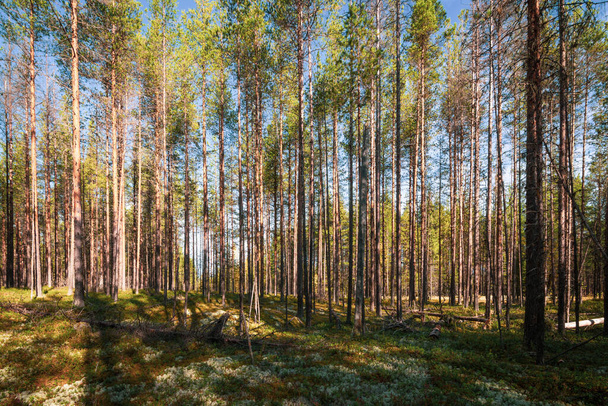 Foresta densa nel nord della Russia. Pineta in uno stile cupo. Giorno di autunno - Foto, immagini