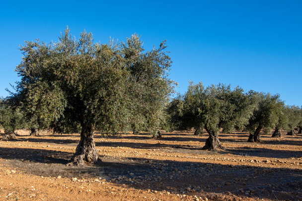 スペインの地中海オリーブ林の100周年記念オリーブの木 - 写真・画像