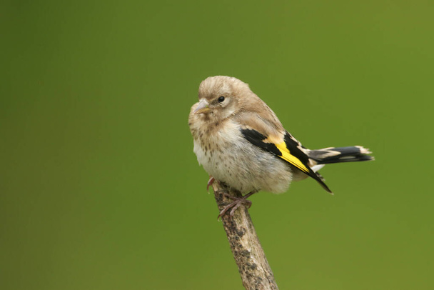 A cute baby Goldfinch (Carduelis carduelis) perched on a branch. - Foto, immagini