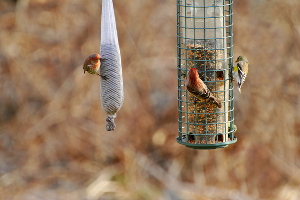 Three Birds Feeding in Early Spring - Photo, Image