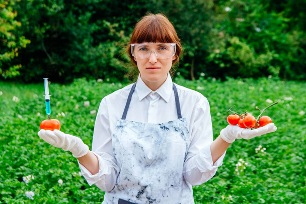 A scientist biologist in a lab coat and protective gloves introduces a blue liquid into the vegetables, tomatoes, against the background of green plants. Genetic breeding of vegetables. - Photo, Image