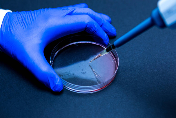 Detail einer Pipette, die in einem Labor mit blauer Umgebung einen Tropfen Flüssigkeit in eine Petrischale tropft - Foto, Bild