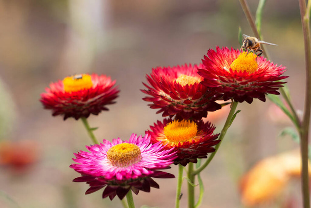 Une abeille est assise sur un buisson fleuri de Xerochrysum bracteatum recueillant du nectar. Fond de jardinage. Belles fleurs lumineuses en été. Culture de fleurs de paille (ou fleur de papier) - Photo, image