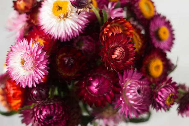 Fundo floral. Buquê de flores rosa e vermelhas de Xerochrysum bracteatum (Helichrysum bracteatum), close-up. Fundo, flores de palha secas - Foto, Imagem