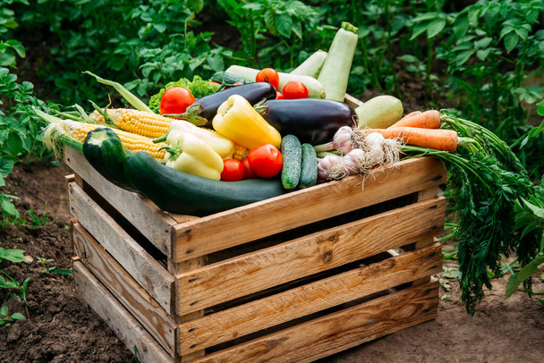 Fresh organic vegetables in a wooden box on the background of a vegetable garden .Concept of biological, bio products, bio ecology, grown by yourself, vegetarians. - Valokuva, kuva