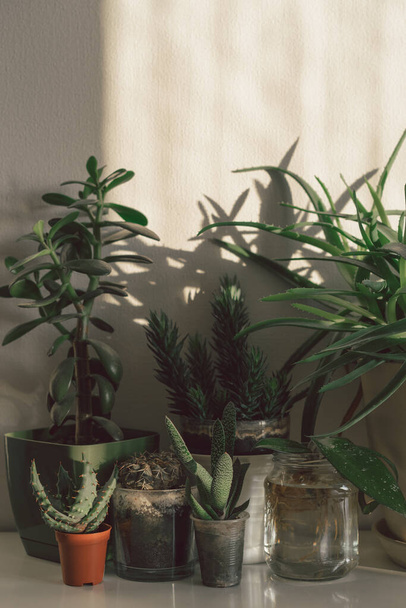 Concept de jardinage à domicile avec diverses plantes en pot, succulents, mur blanc, espace de copie. Verdir la maison avec des plantes d'intérieur. Style de vie écologique et passe temps. - Photo, image