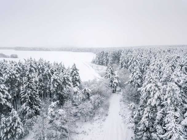 Vista dal drone su una bellissima foresta innevata invernale di conifere, campi innevati. Bellissimo paesaggio invernale - Foto, immagini