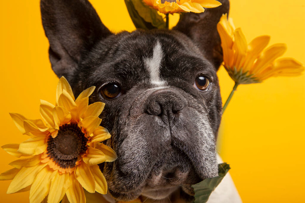 Isolated portrait of french bulldog with sunflowers on yellow background - Zdjęcie, obraz