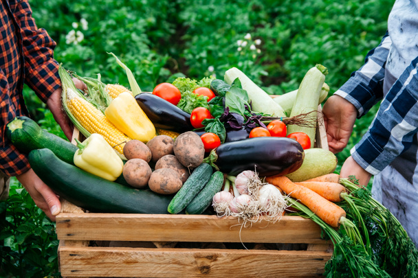 Мужские руки и женщины держат деревянный ящик, полный овощей из органического сада. Сбор отечественной продукции. - Фото, изображение