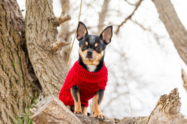 Oblečená čivava. rodokmen pes čivava oblečení venku. Portrét Chihuahuy v červených šatech - Fotografie, Obrázek
